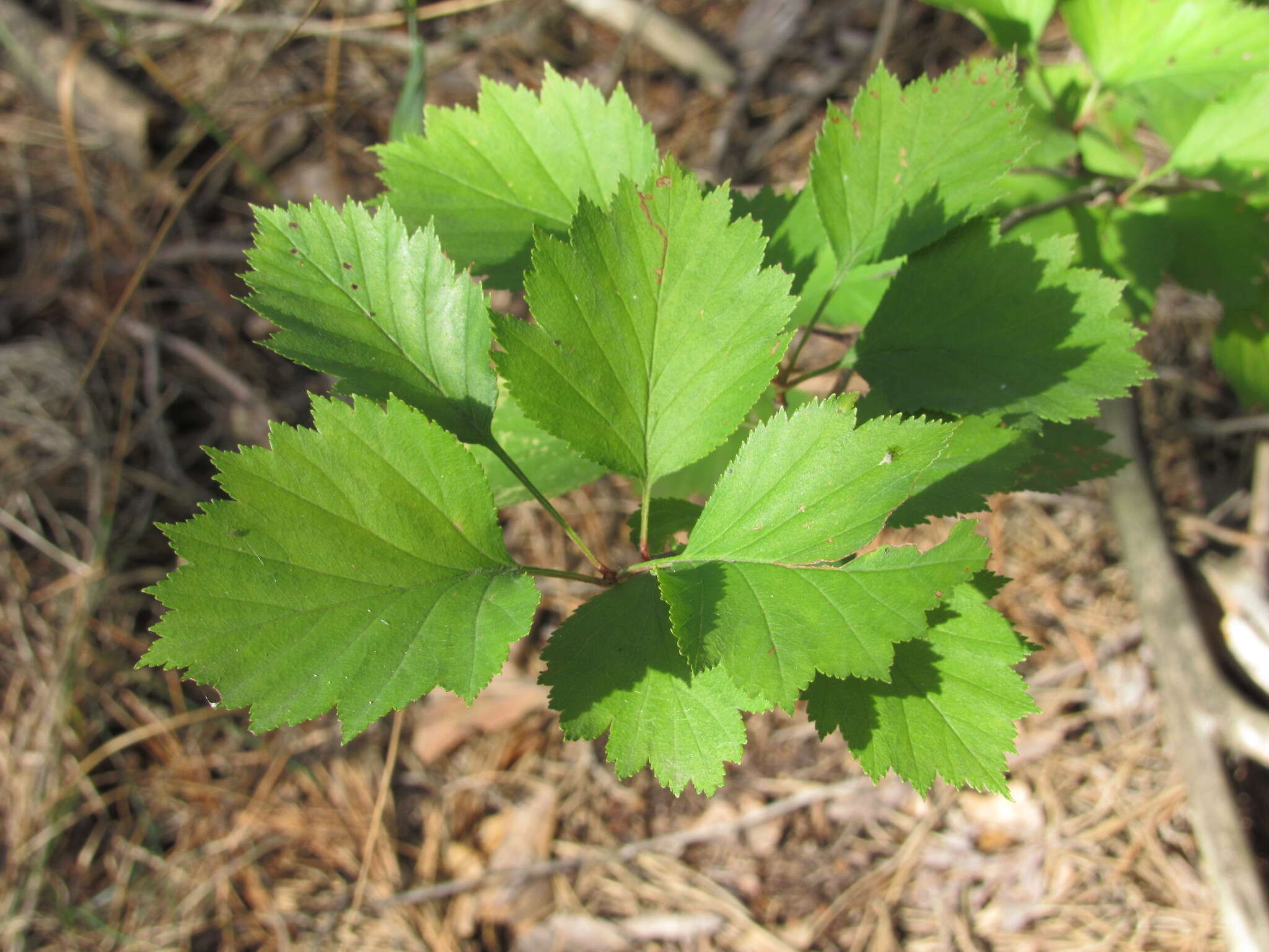 Crataegus submollis Sarg. resmi