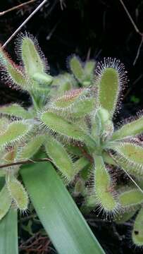 Image of Drosera hilaris Cham. & Schlechtd.