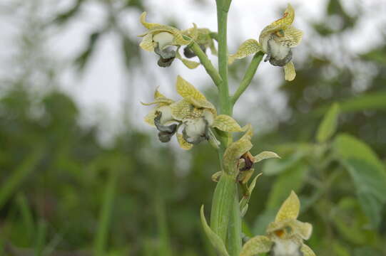 Plancia ëd Chloraea praecincta Speg. & Kraenzl.