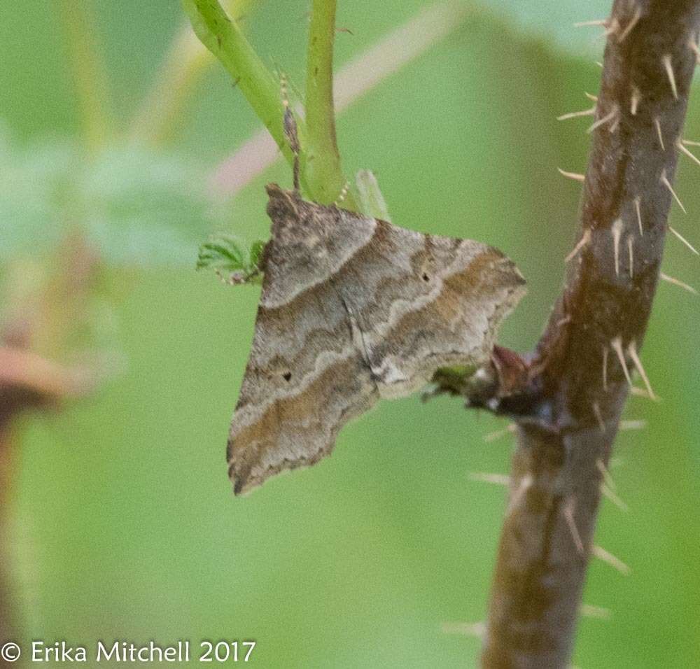 صورة Phalaenophana pyramusalis (Walker 1859)