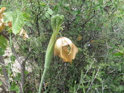 Image of Tigridia illecebrosa Cruden