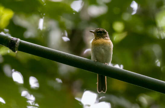 Image de Gobemouche de Balabac