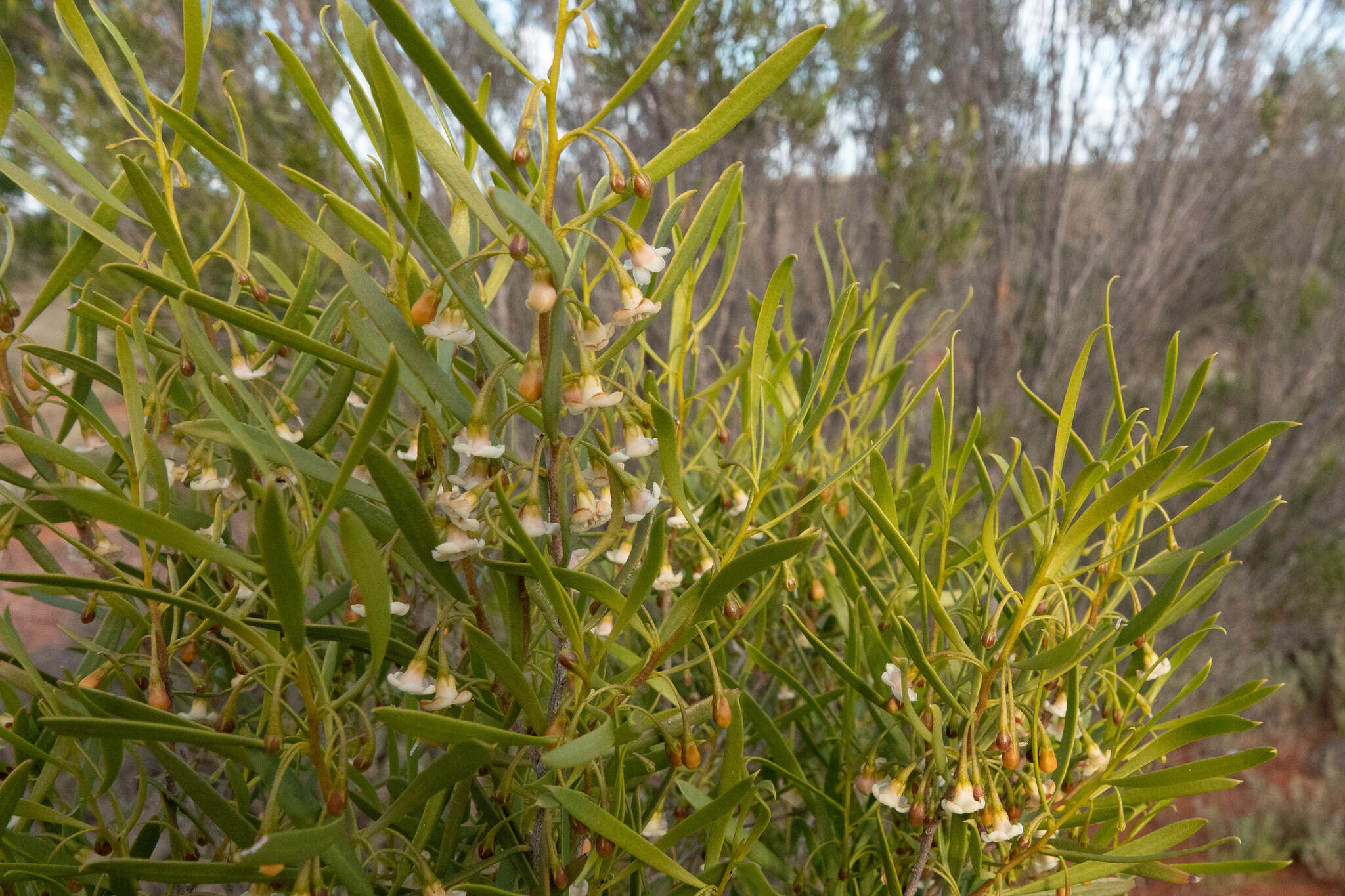 Image de Eremophila deserti (Cunn. ex Benth.) R. J. Chinnock