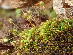 Image of conostomum moss