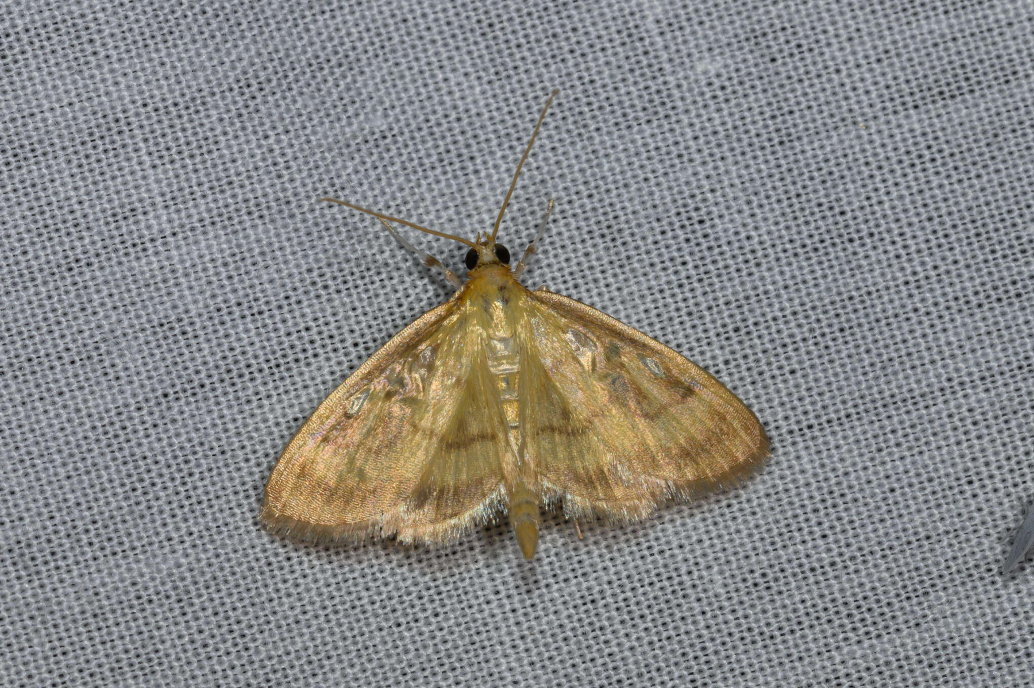 Image of Pale-winged Crocidophora moth