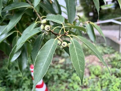 صورة Quercus myrsinifolia Blume