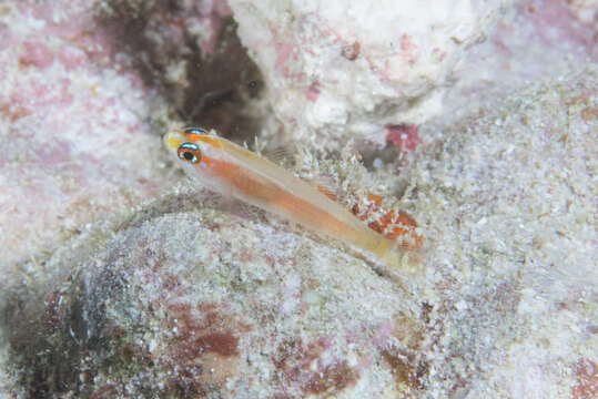 Image of Pale dwarfgoby