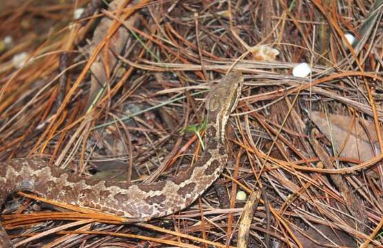 Image of Cerrophidion wilsoni Jadin, Townsend, Castoe & Campbell 2012