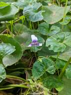 Image of Viola banksii K. R. Thiele & Prober