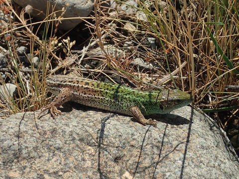 Image of Caucusus Emerald Lizard