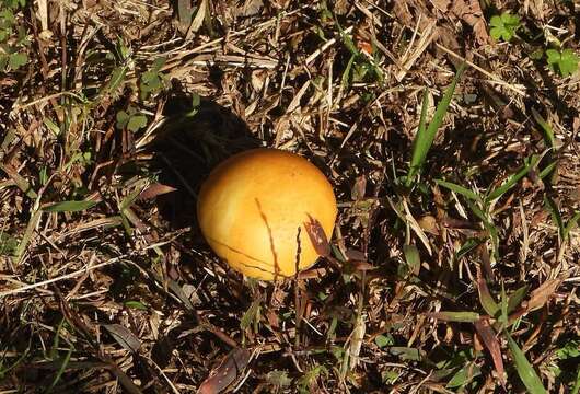 Image of Psilocybe coronilla (Bull.) Noordel. 1995