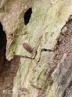 صورة Proporcellio vulcanius (Verhoeff 1908)