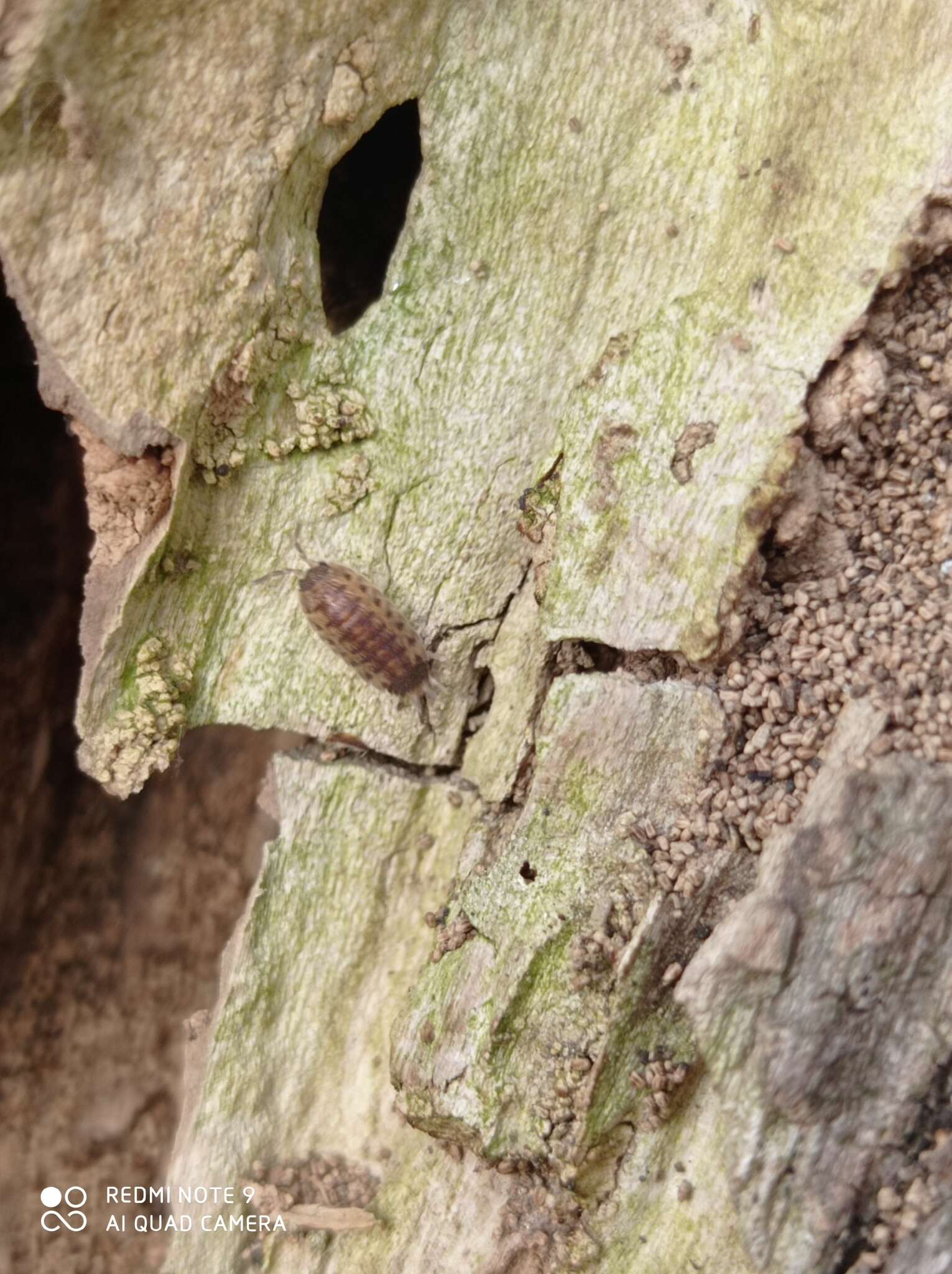 صورة Proporcellio vulcanius (Verhoeff 1908)