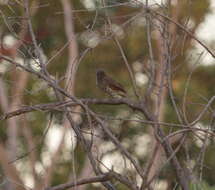 Image of Hartlaub's Babbler