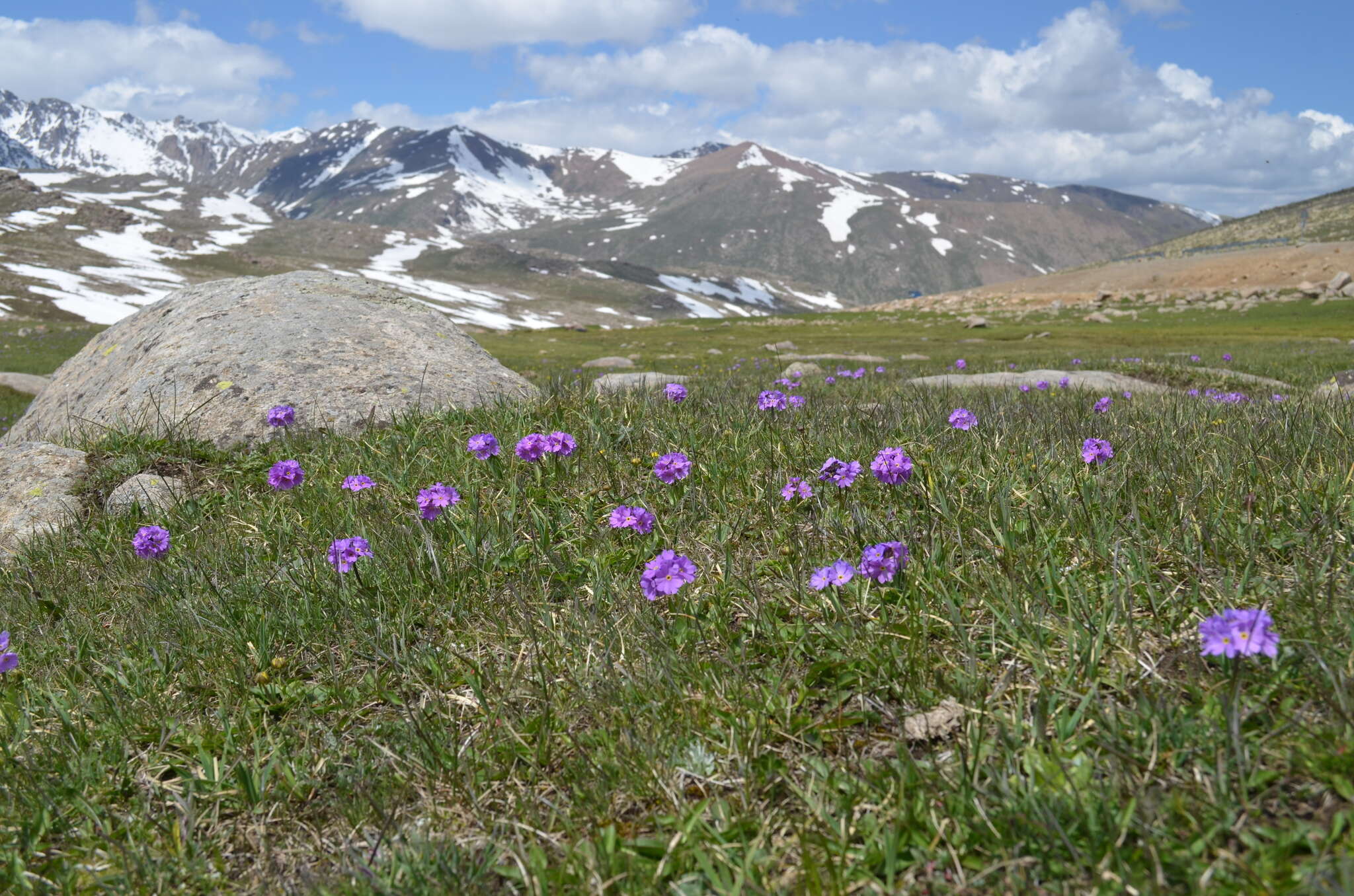 Image of Primula algida Adams