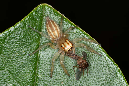 Image of Chira spinosa (Mello-Leitão 1939)