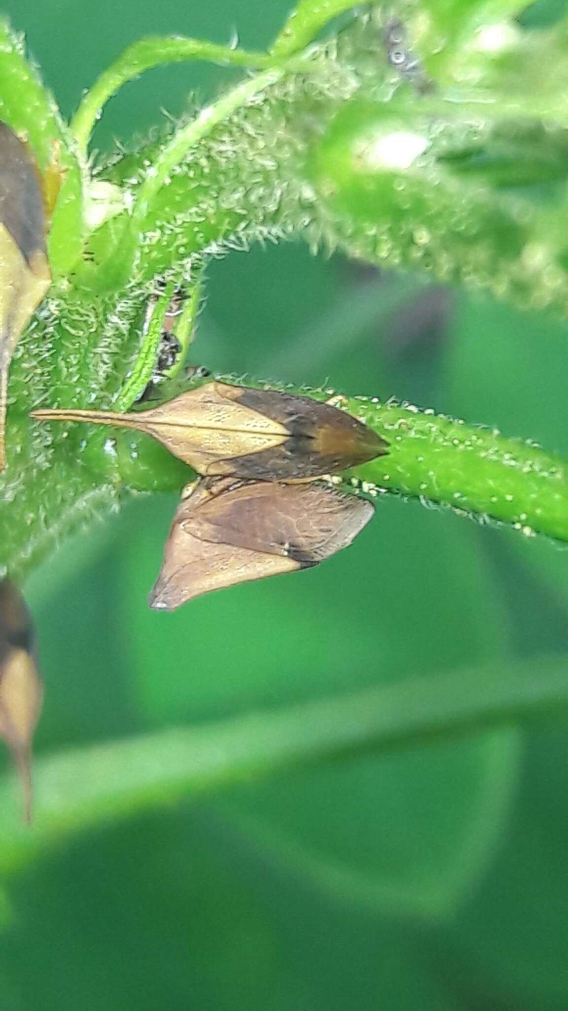 Plancia ëd Enchenopa concolor Fairmaire