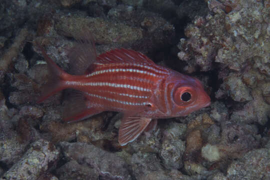 Image of Samurai squirrelfish