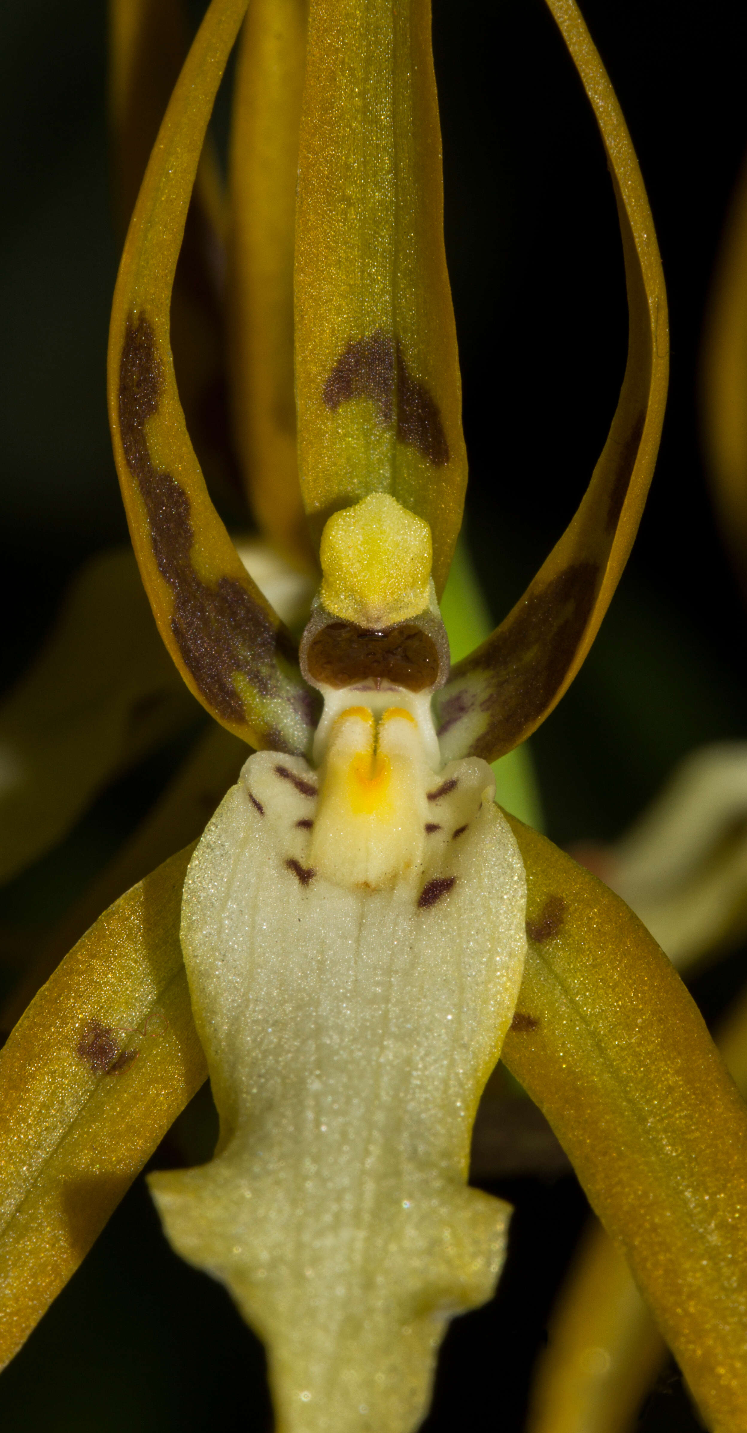 Image of brassia