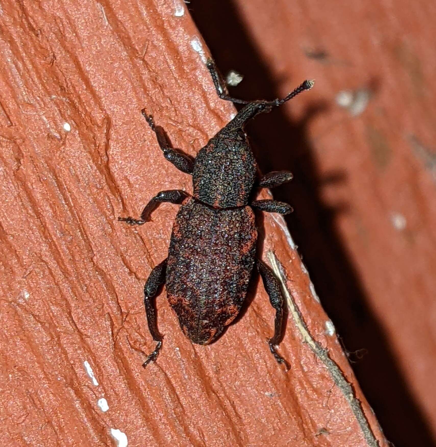 Image of Steremnius carinatus Dalla Torre & Schenkling 1932