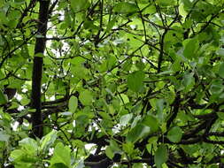 Image of Mitragyna parvifolia (Roxb.) Korth.