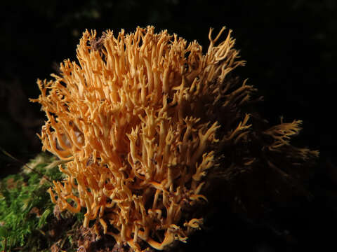 Image of Phaeoclavulina myceliosa