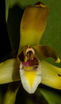 Imagem de Maxillaria longipetala Ruiz & Pav.