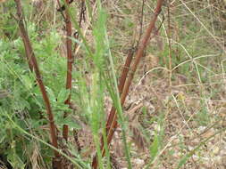 Слика од Cephalaria transsylvanica (L.) Schrad. ex Roem. & Schult.