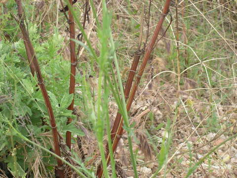 Cephalaria transsylvanica (L.) Schrad. ex Roem. & Schult. resmi