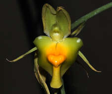 Image of catasetum