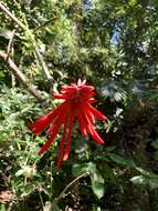 Image of Erythrina costaricensis Micheli