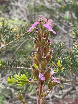 Image of Stylidium pilosum (Labill.) Labill.