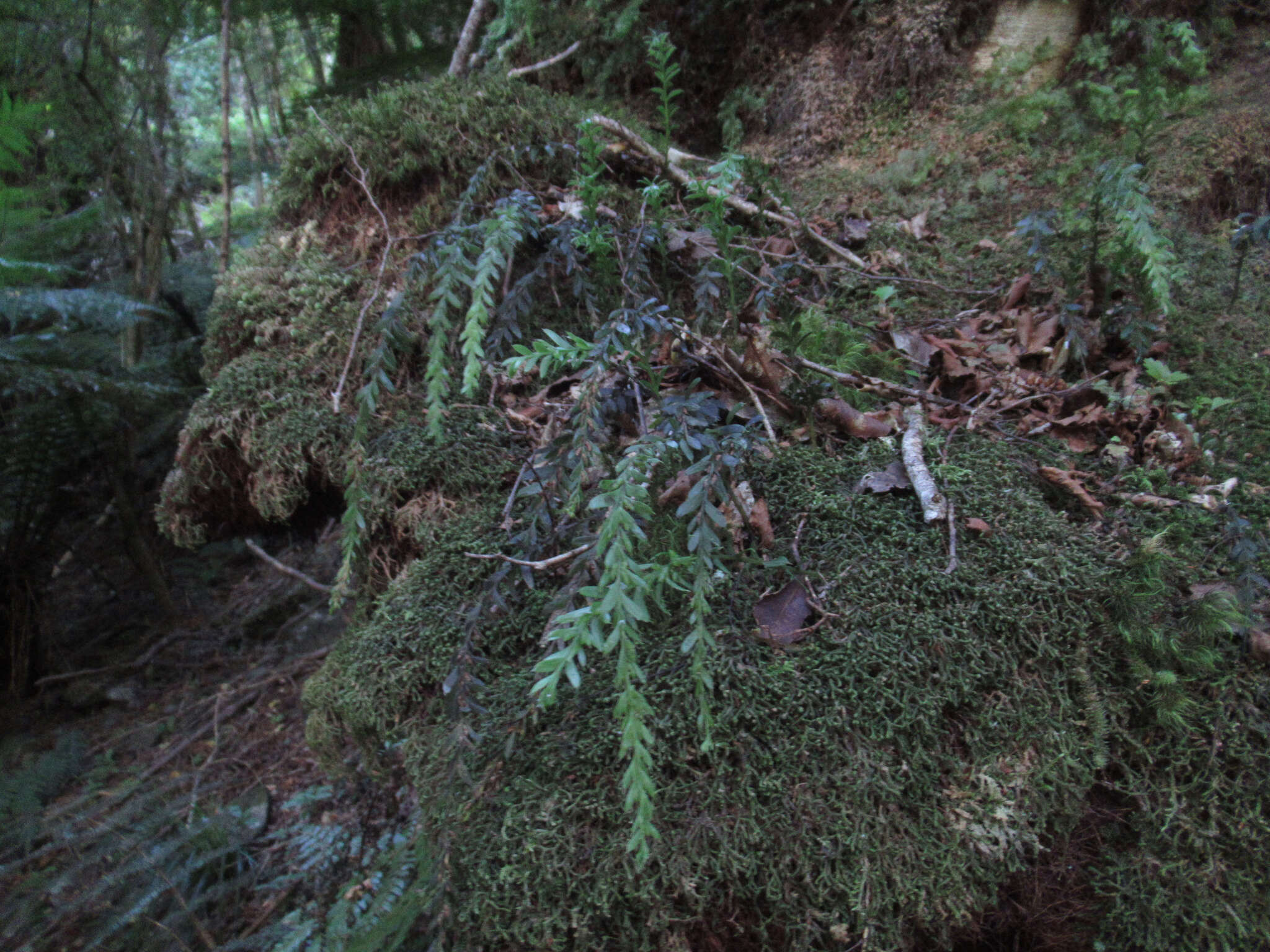 Image of Tmesipteris tannensis (Spreng.) Bernh.