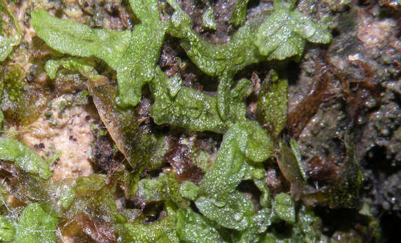 Image of Riccia rhenana Lorb. ex Müll. Frib.