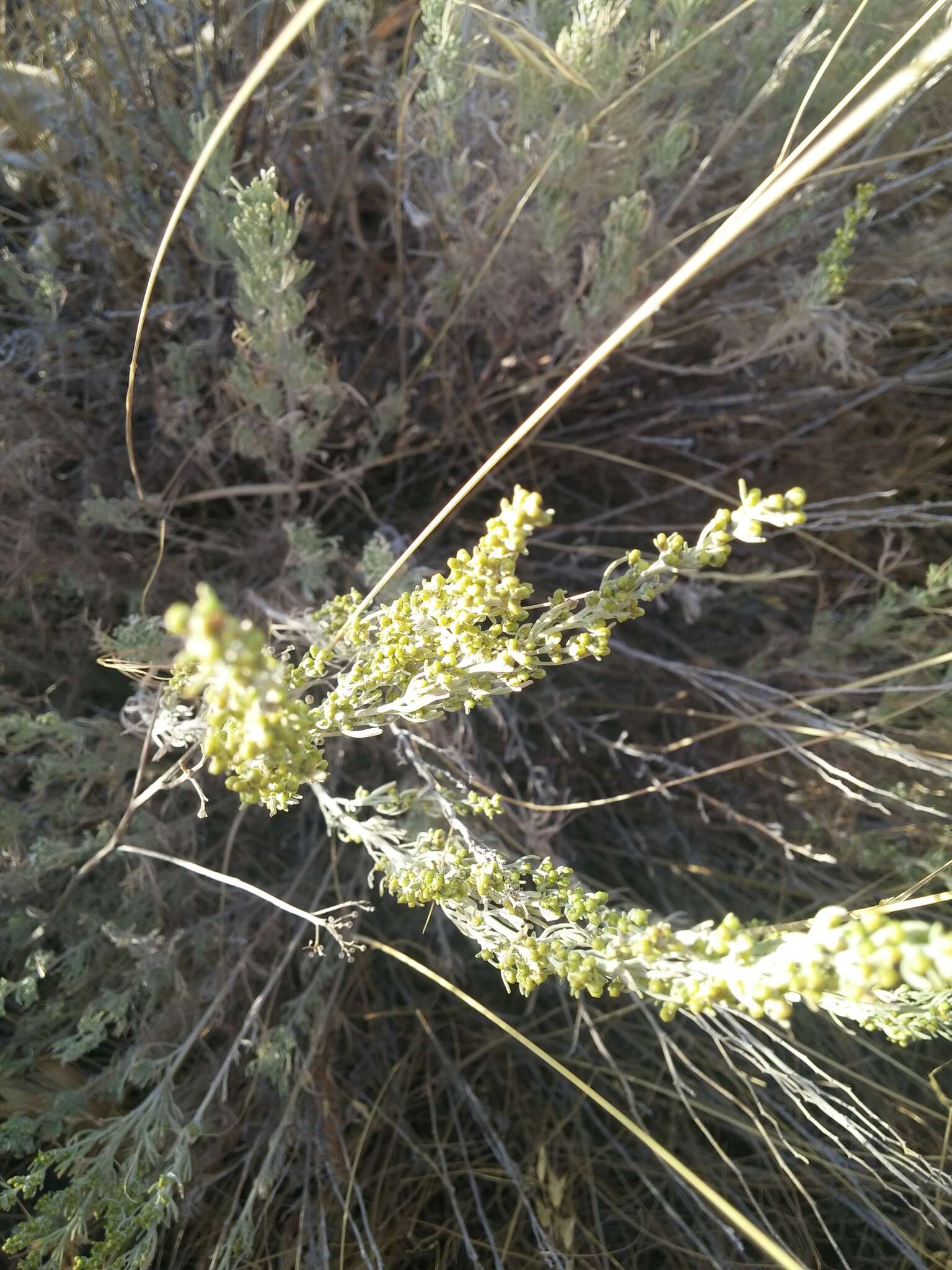 Image of threetip sagebrush