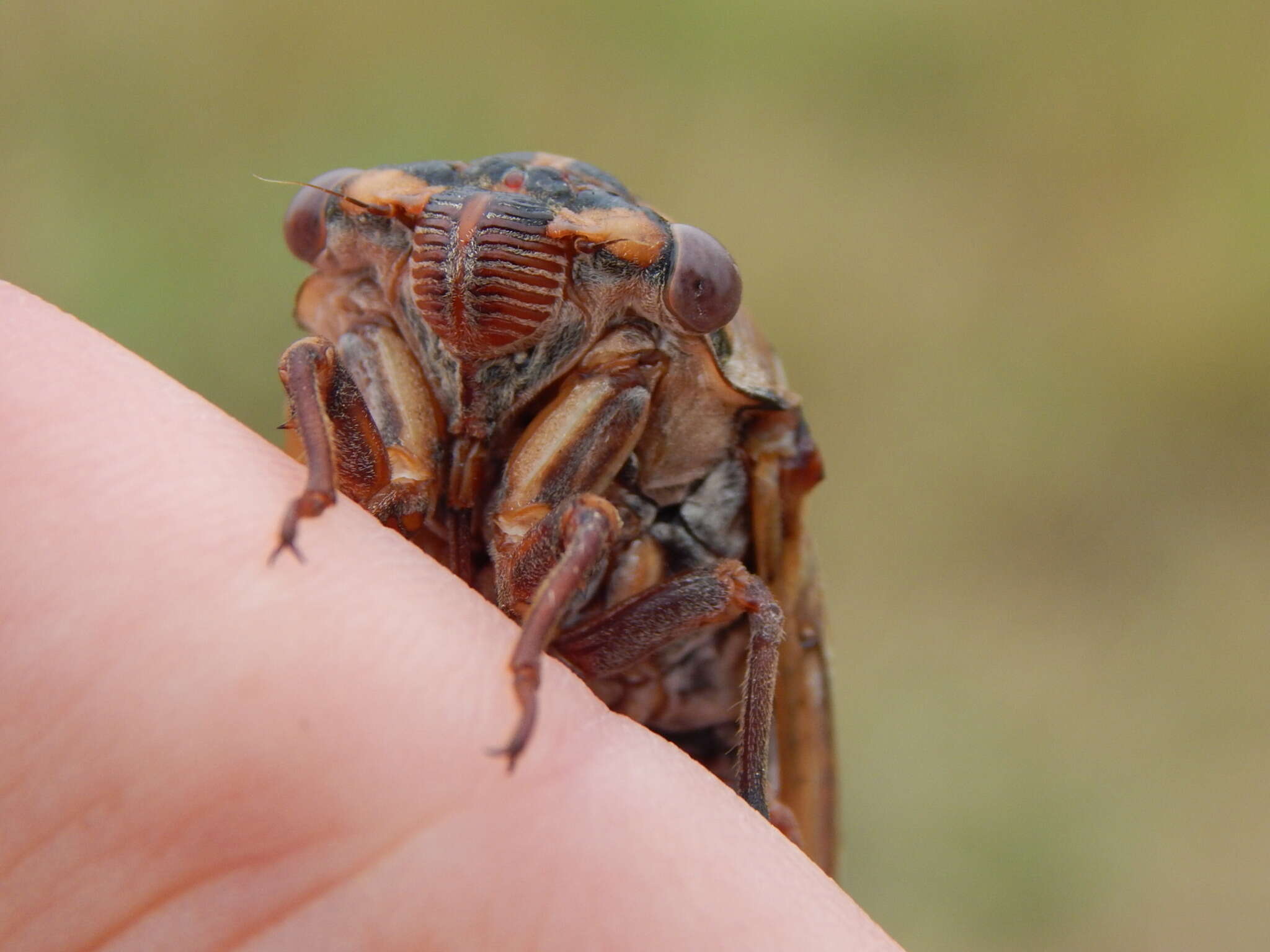 Image of Megatibicen tremulus (Cole 2008)