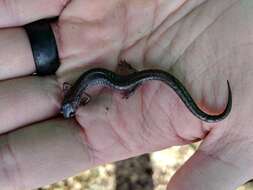 صورة Plethodon dorsalis Cope 1889