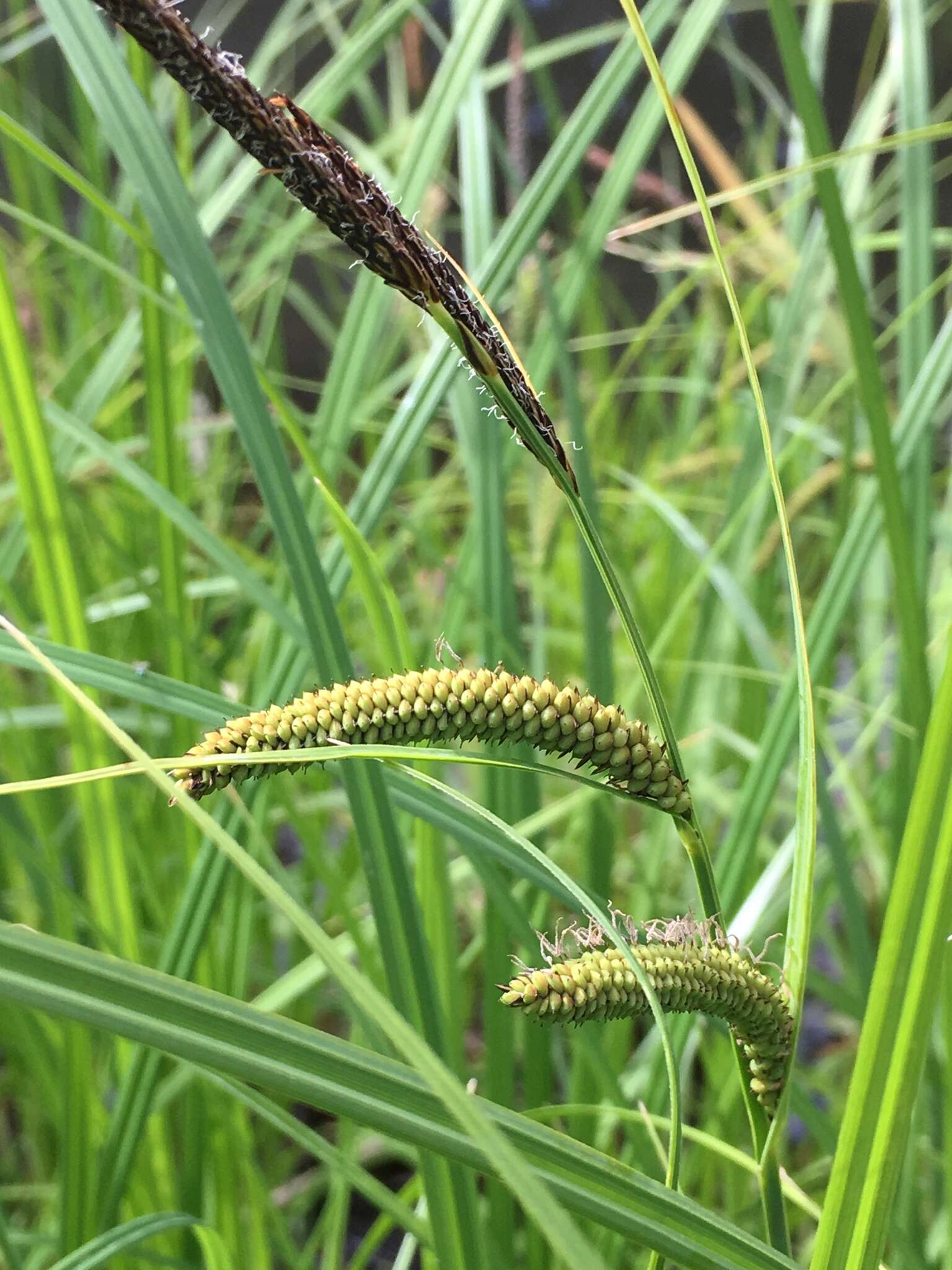 Carex acuta L. resmi