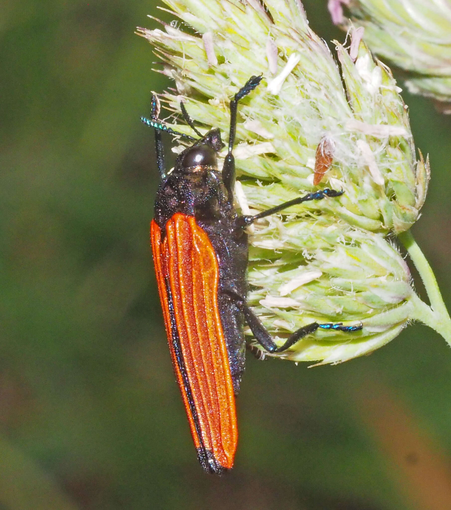 Image of Castiarina nasata (Saunders 1869)