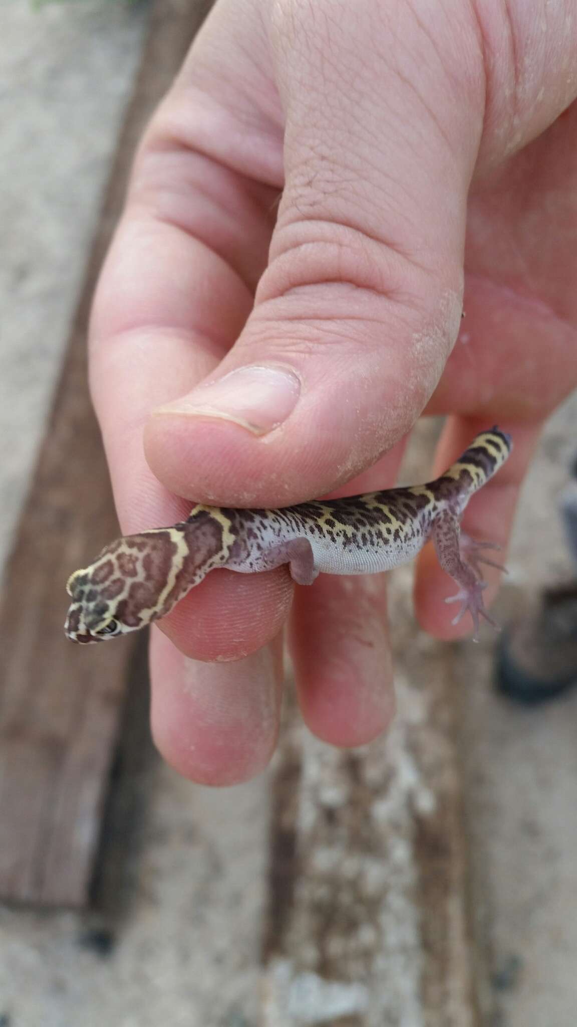 Image of Texas Banded Gecko