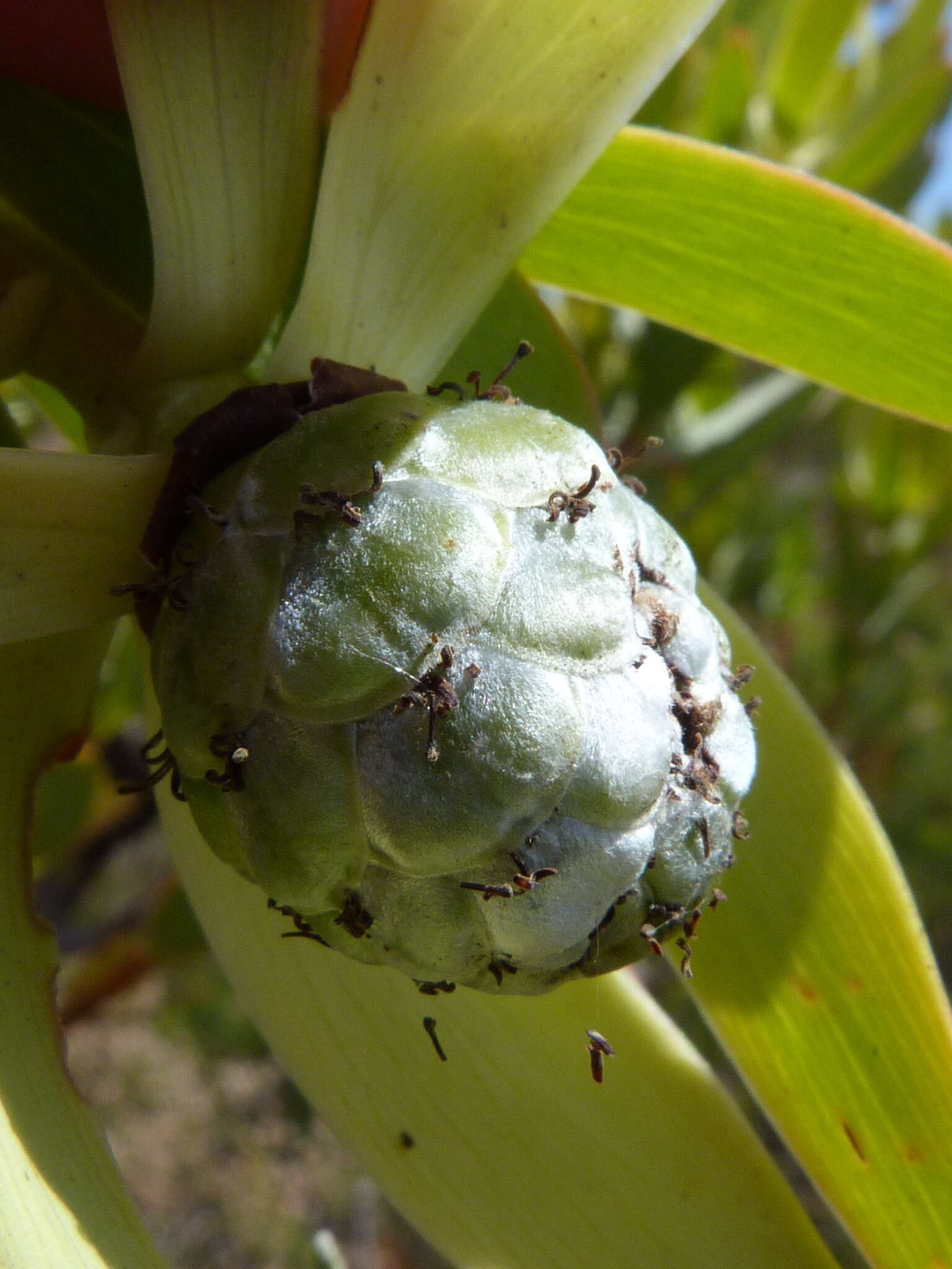 Image of Leucadendron foedum I. Williams