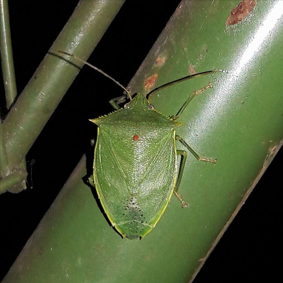 Image of <i>Loxa virescens</i>