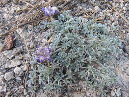 Image of Brewer's Lupine