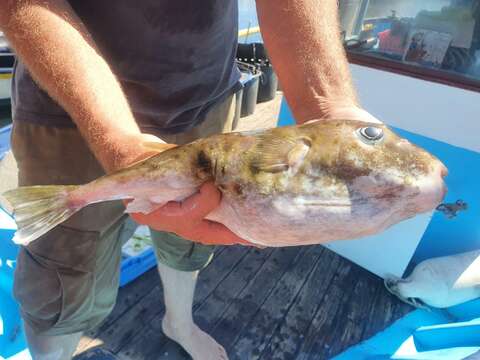 Image of Balloonfish