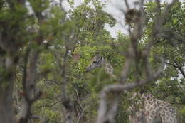 Image of Kordofan giraffe