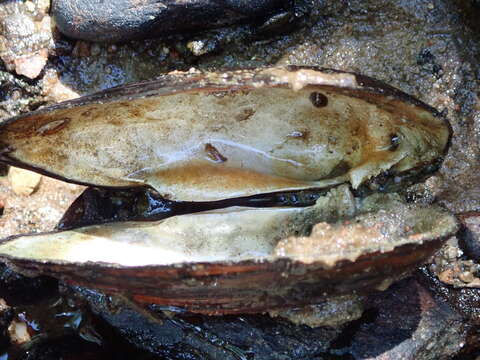 Image of Swollen River Mussel