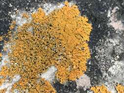 Image of orange wall lichen