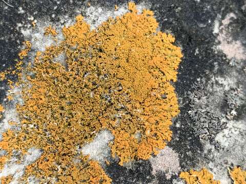 Image of orange wall lichen