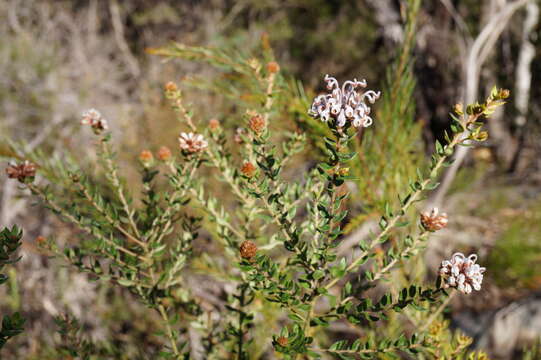 Image of Grevillea buxifolia subsp. buxifolia