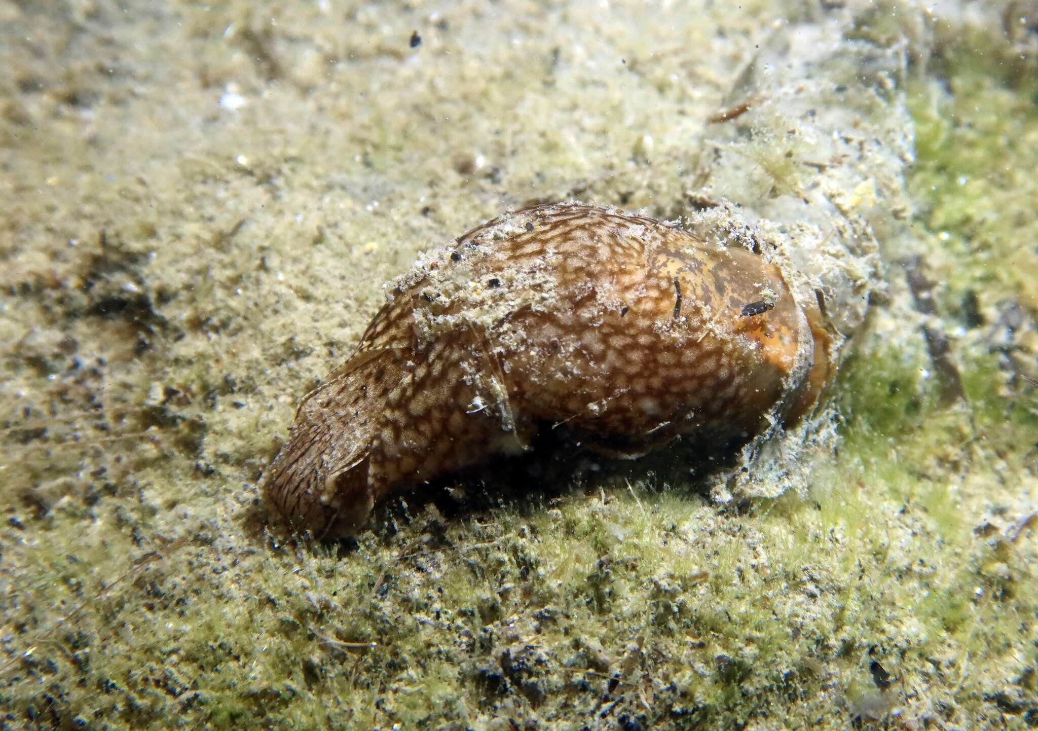 Image of Akeroidea Mazzarelli 1891